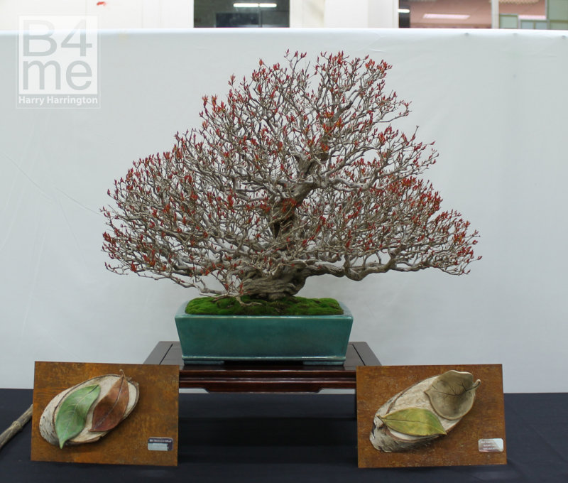 Punica granatum/Pomegranate bonsai